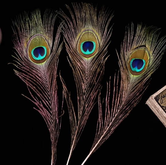 10 Large EYE Peacock Feathers 10"-12" Set of 10 High Quality Feathers - Picture 4 of 5
